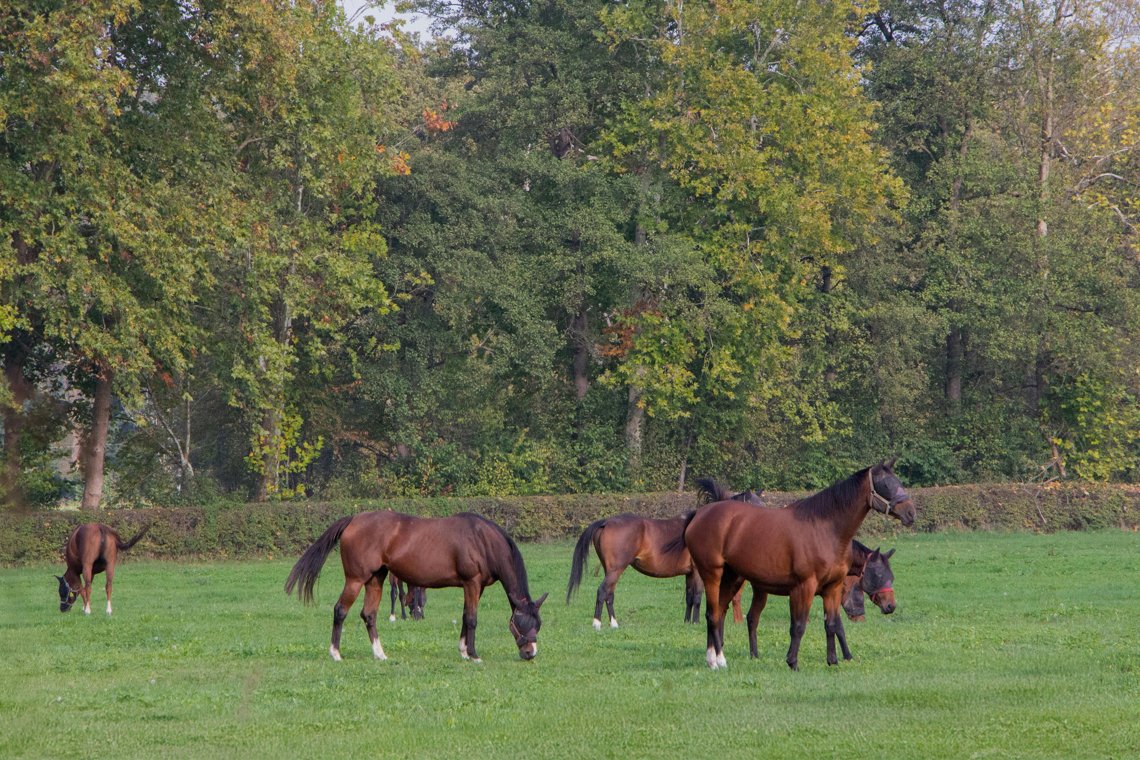 Pure Nature Connection – Herd-Raised Trail Horses & Serene Countryside Expeditions