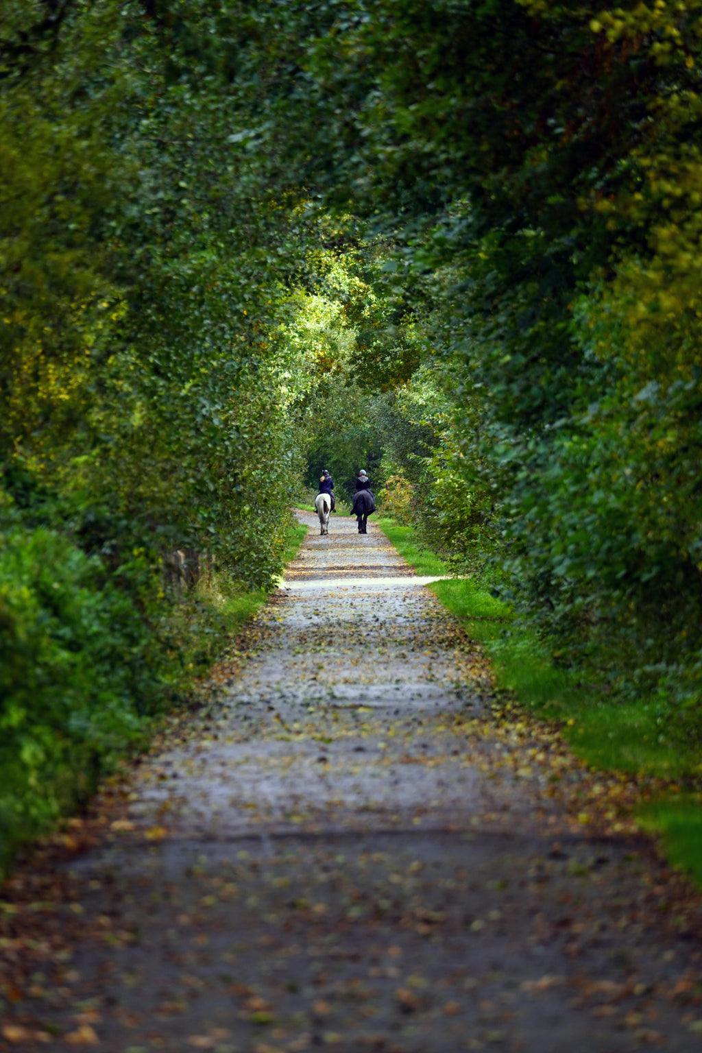 Countryside Retreat – Woodland Trails & Engaging Equestrian Experiences for Everyone