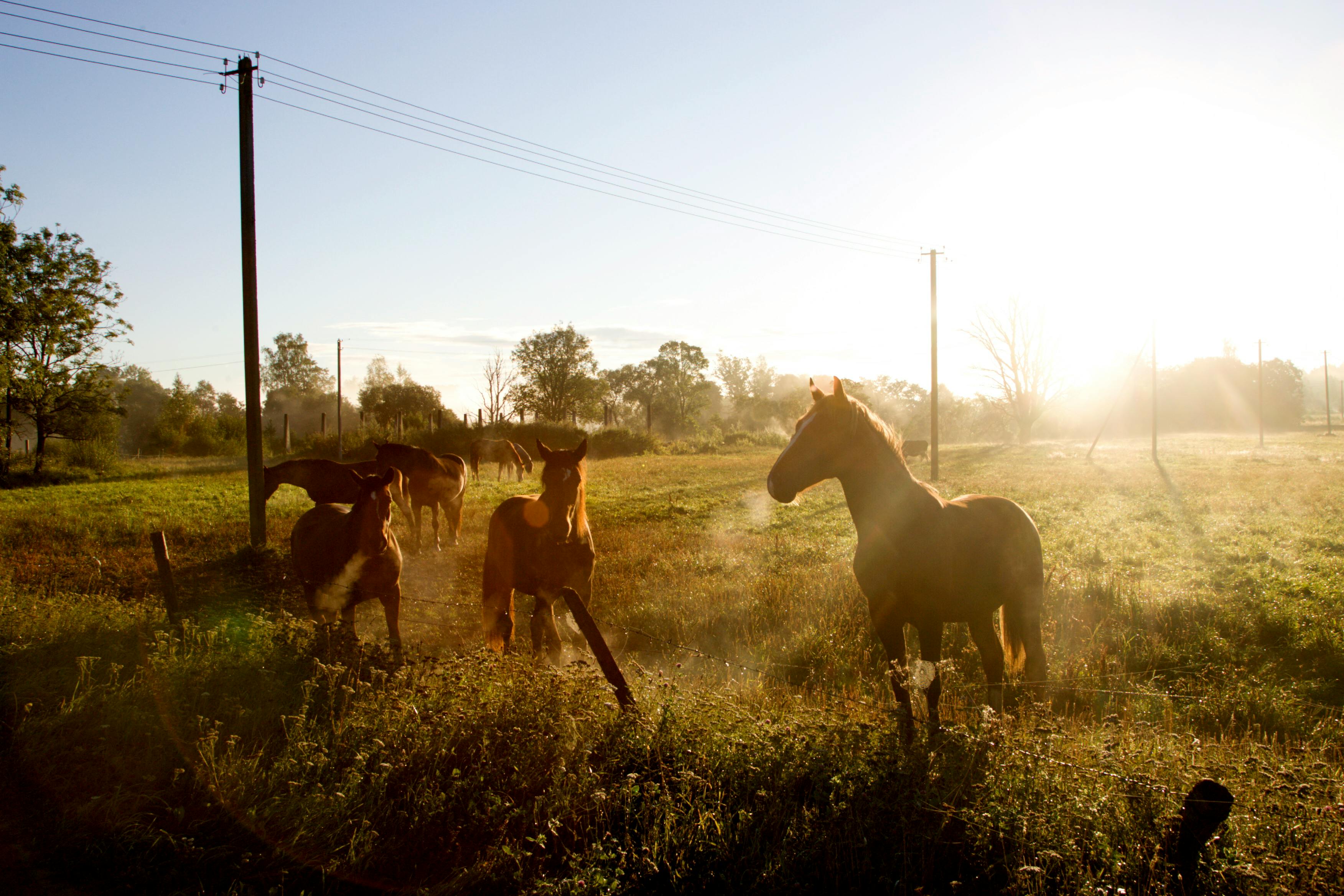 Occitanie – Authentic Countryside Trail Riding through Scenic Valleys & Historic Hills