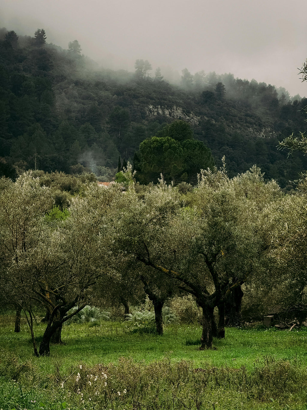 Occitanie – Organic Vineyards & Wild Garrigue Horseback Trails with Local Wine Tasting