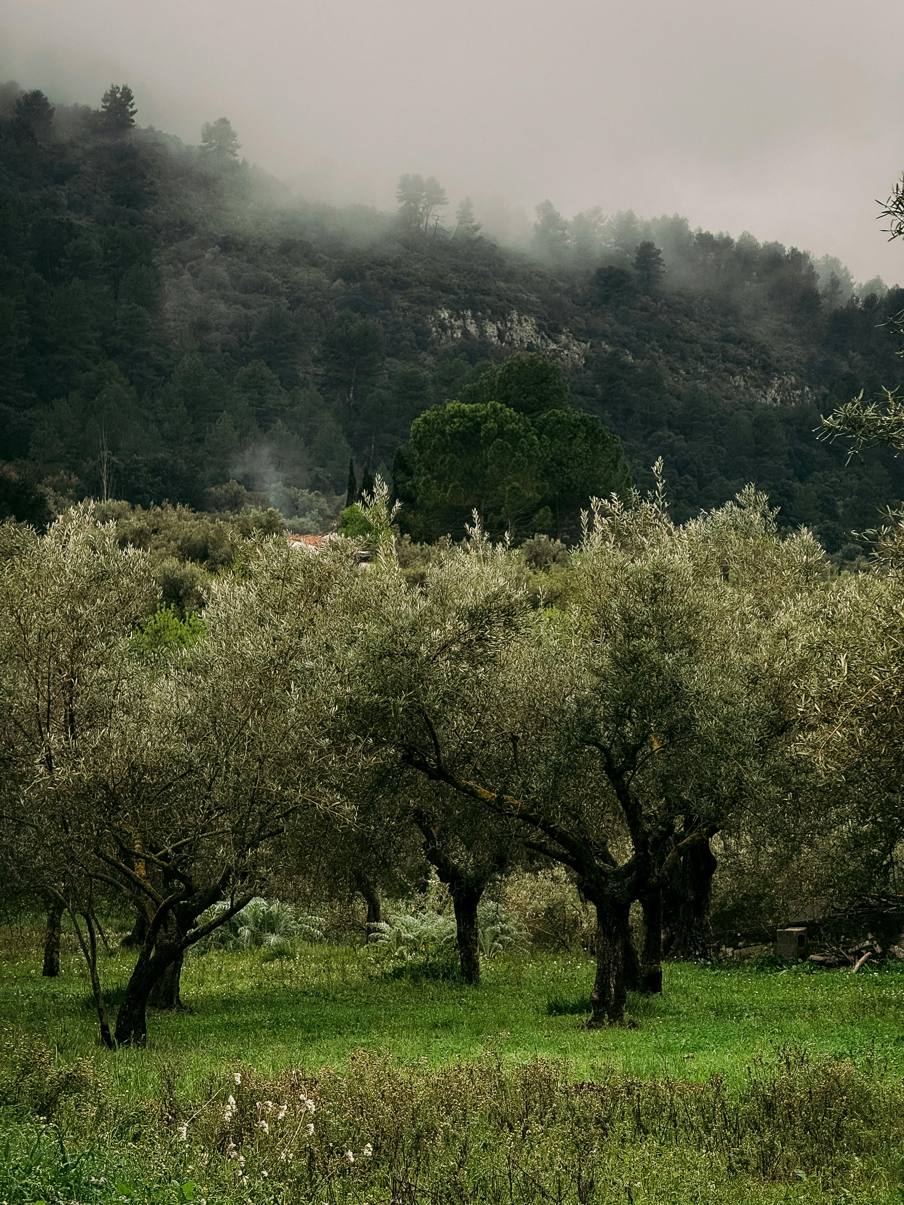 Occitanie – Organic Vineyards & Wild Garrigue Horseback Trails with Local Wine Tasting