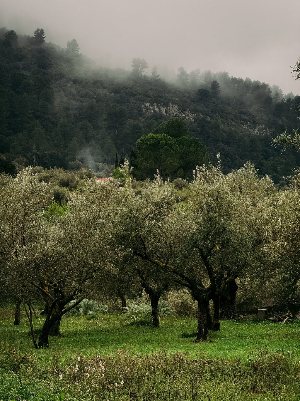 Andalusia: A Peaceful Countryside Escape in the Island's Heart