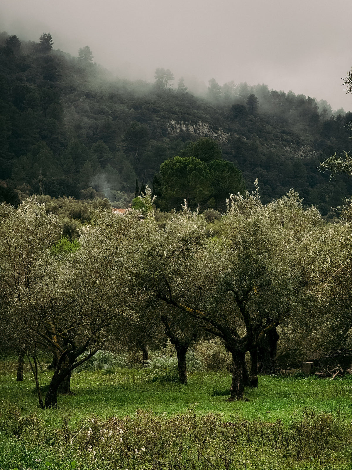 Andalusia: A Peaceful Countryside Escape in the Island's Heart