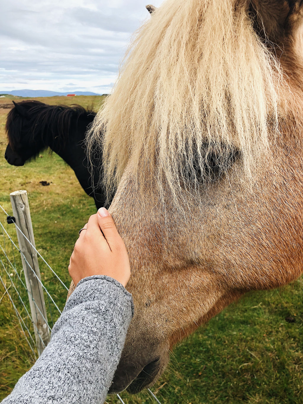 Iceland: Horseback Riding & Traditional Farm Dinner