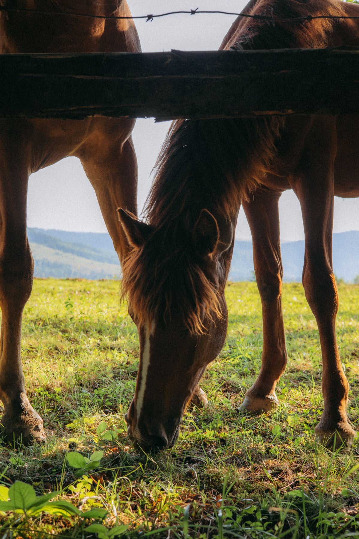Tuscany: A Farm Stay with Horses and Countryside Life