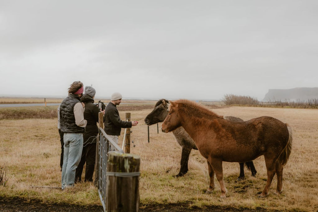 Iceland: Horseback Riding & Traditional Farm Dinner