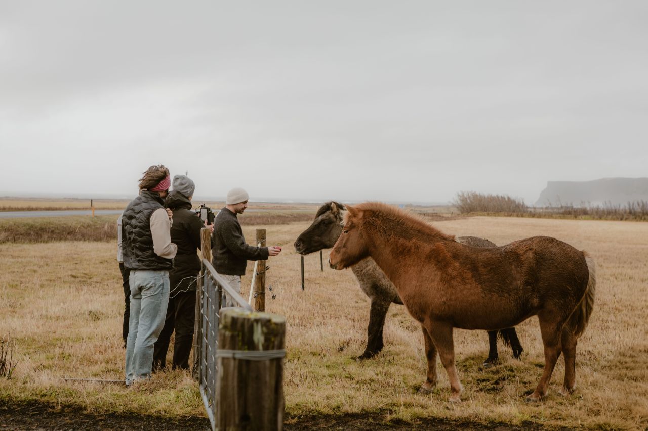 Iceland: Horseback Riding & Traditional Farm Dinner