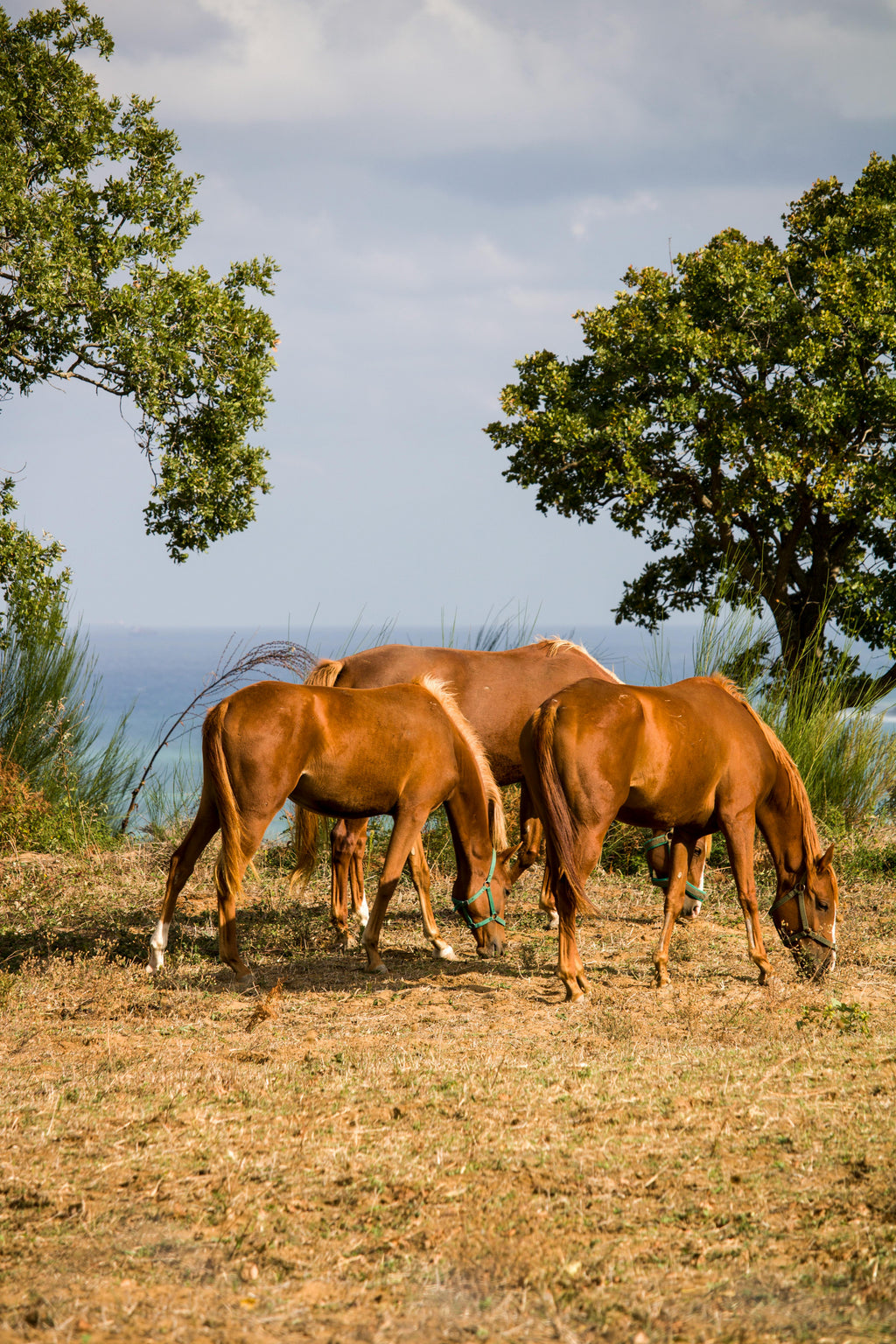 French Riviera – A Sunset Horseback Ride through Coastal Vineyards with Premium Wine Tasting