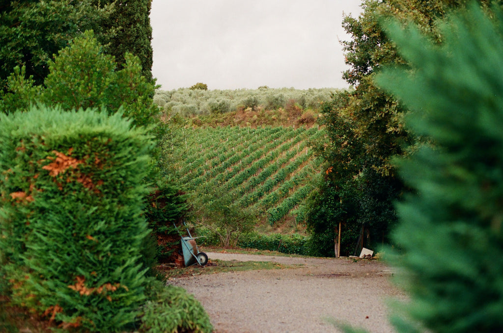 Tuscany - The Tuscan Crus