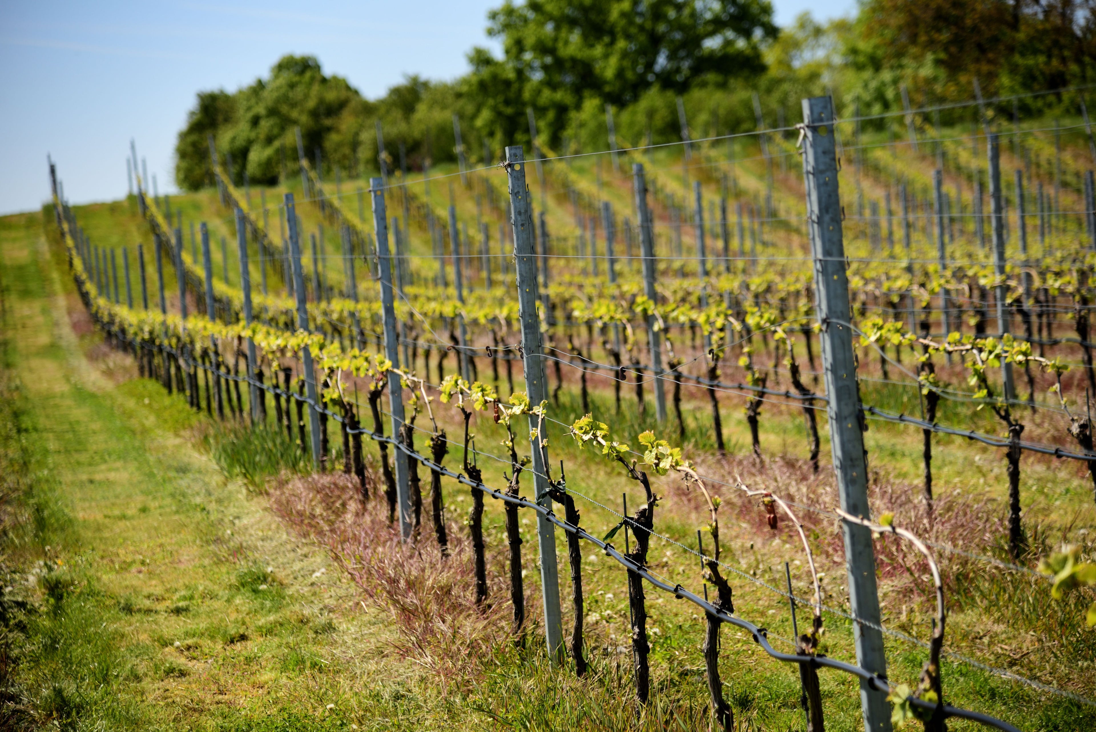 Bordeaux - Vineyard Trails & Wine Tasting