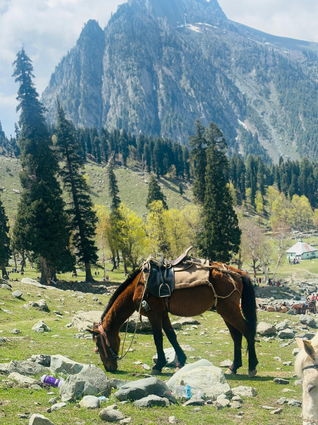Vosges Mountains – Alpine Forest Trail Riding & Majestic High-Altitude Escapes