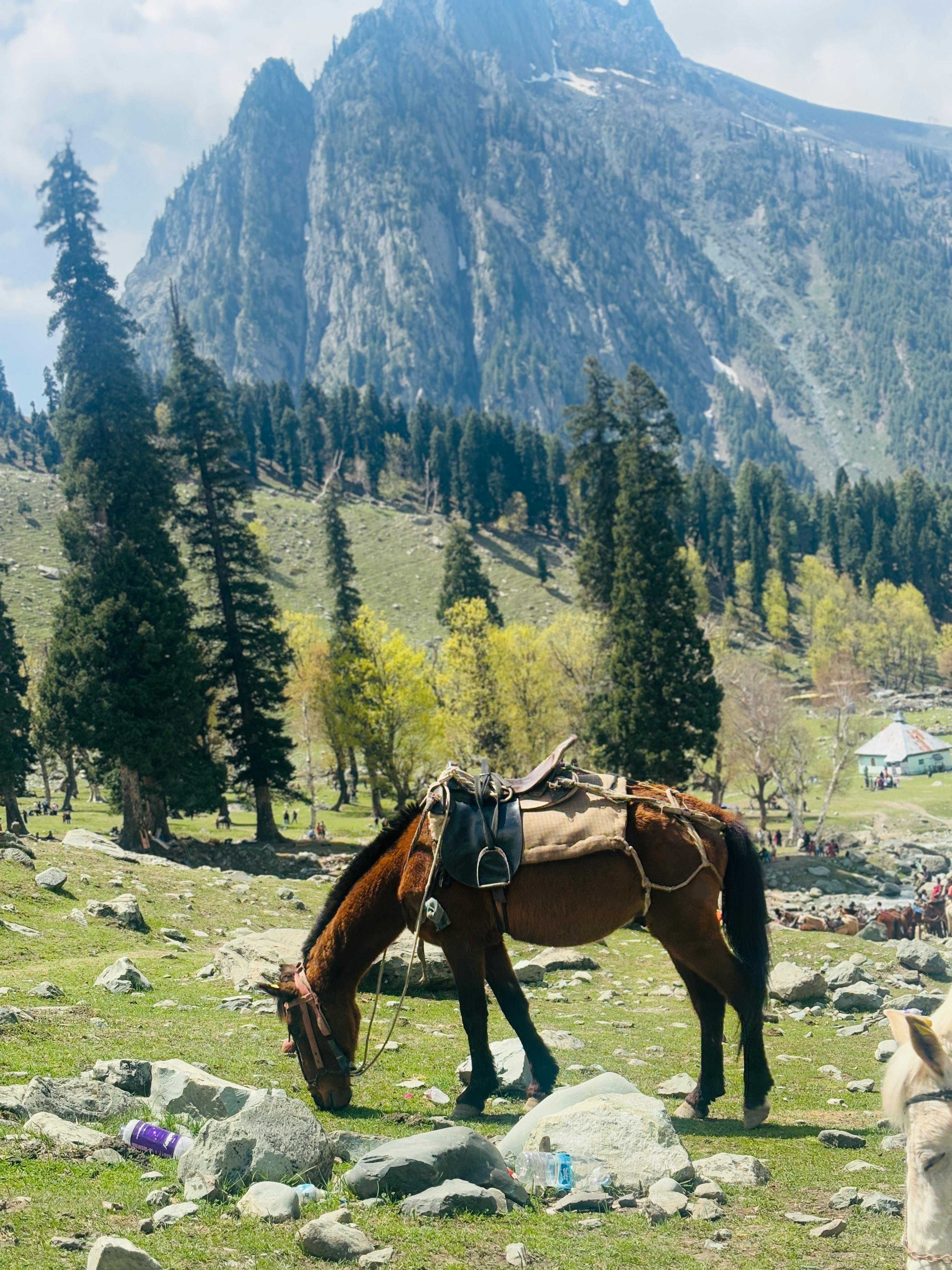 Vosges Mountains – Alpine Forest Trail Riding & Majestic High-Altitude Escapes