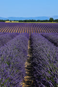 Provence - Visit to Lavender Museum