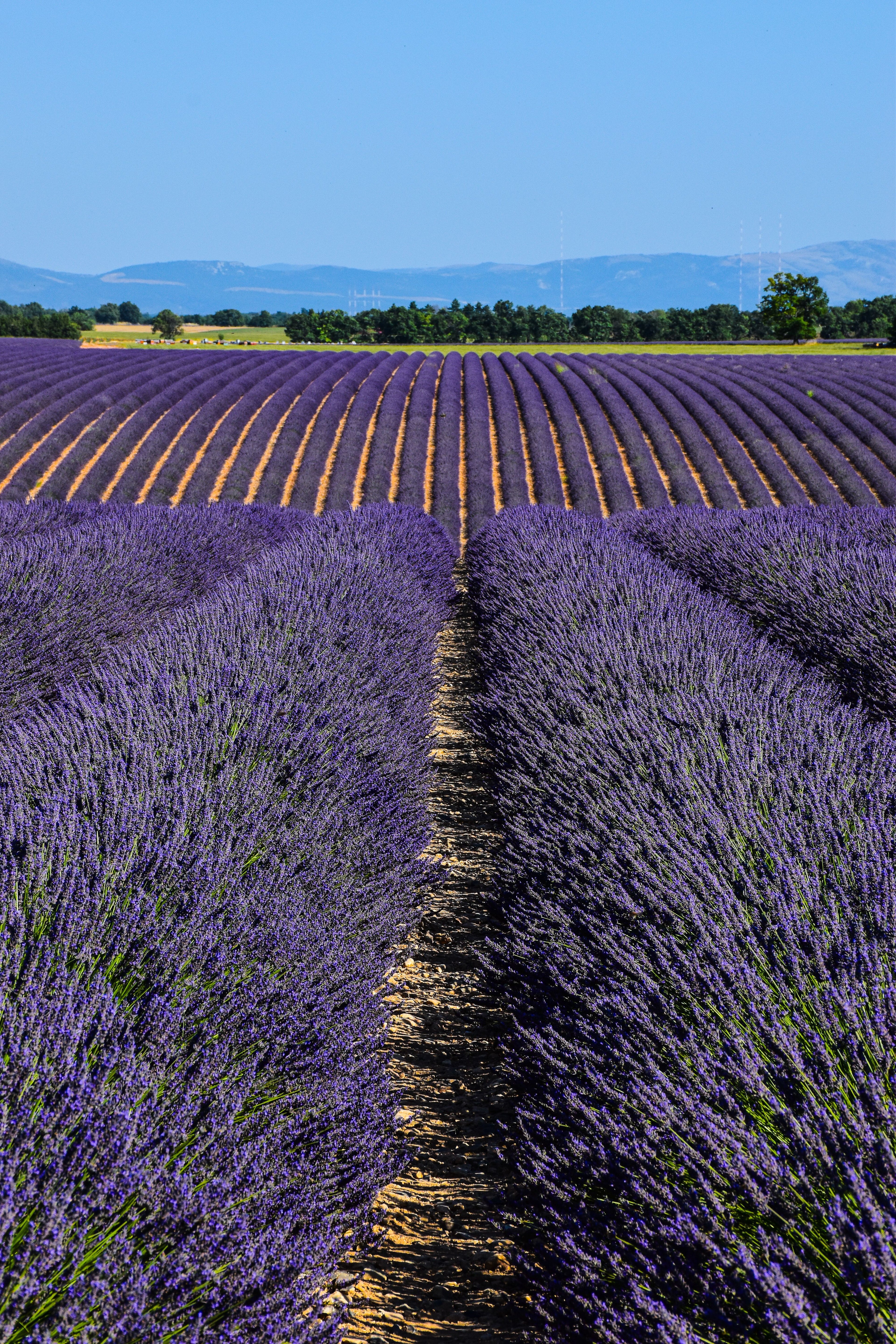 Provence - Visit to Lavender Museum