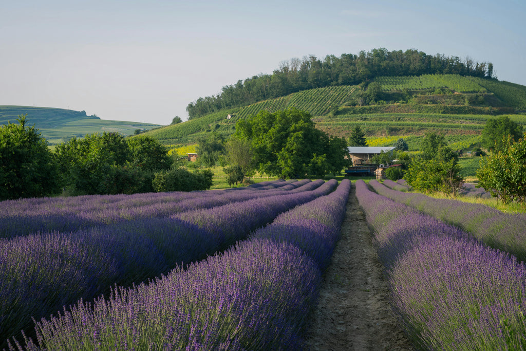Provence – A Prestigious Wine & Wellness Resort in a Sun-Drenched Vineyard Estate