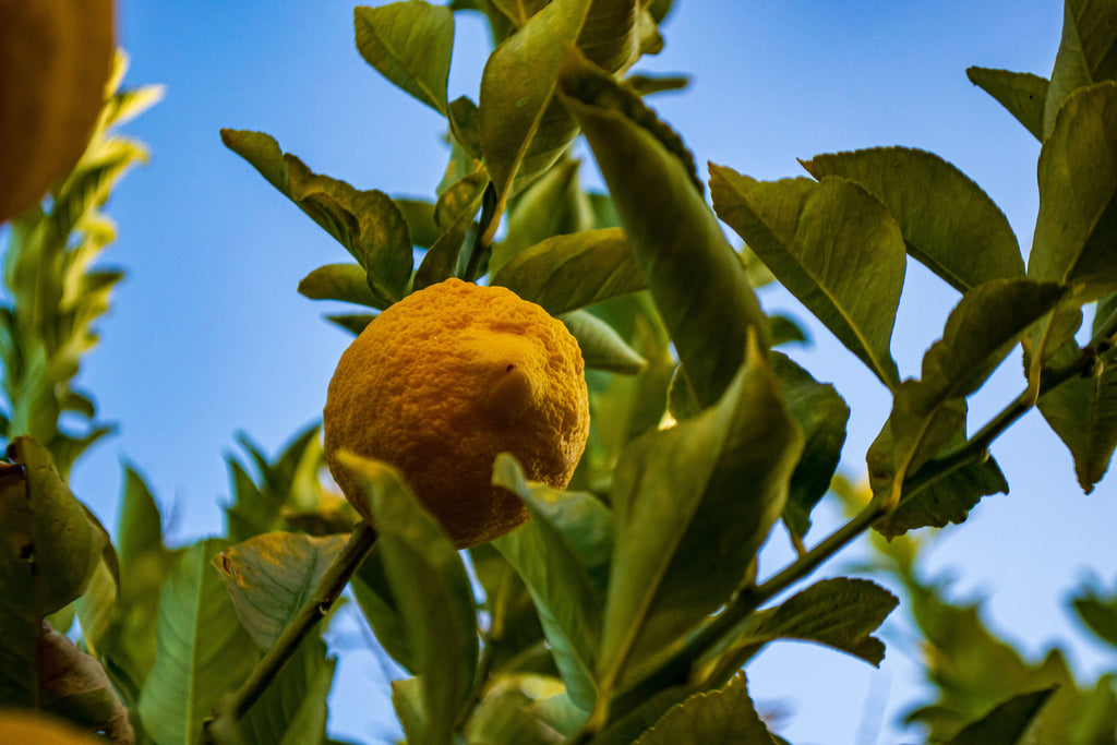 Amalfi Coast - The Art of Limoncello