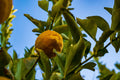 Amalfi Coast - The Art of Limoncello