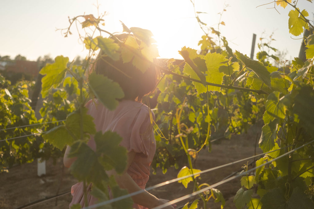 French Riviera - Among the Vines