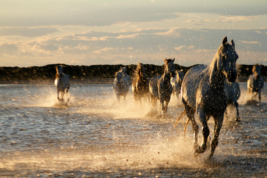 Marshland Liberty – Authentic White Horse Beach Gallops & Wild Wetland Safaris