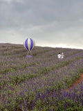 Provence - Hot Air Balloon Over Provence