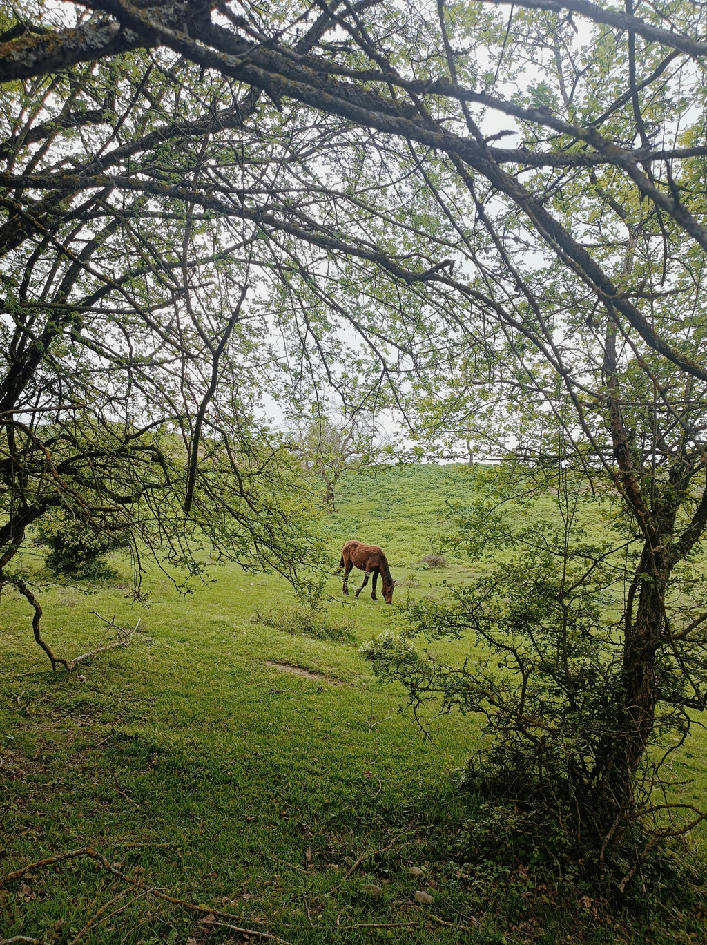 Green Sanctuary – Sun-Dappled Forest Tracks & Secret Woodland Horseback Trails