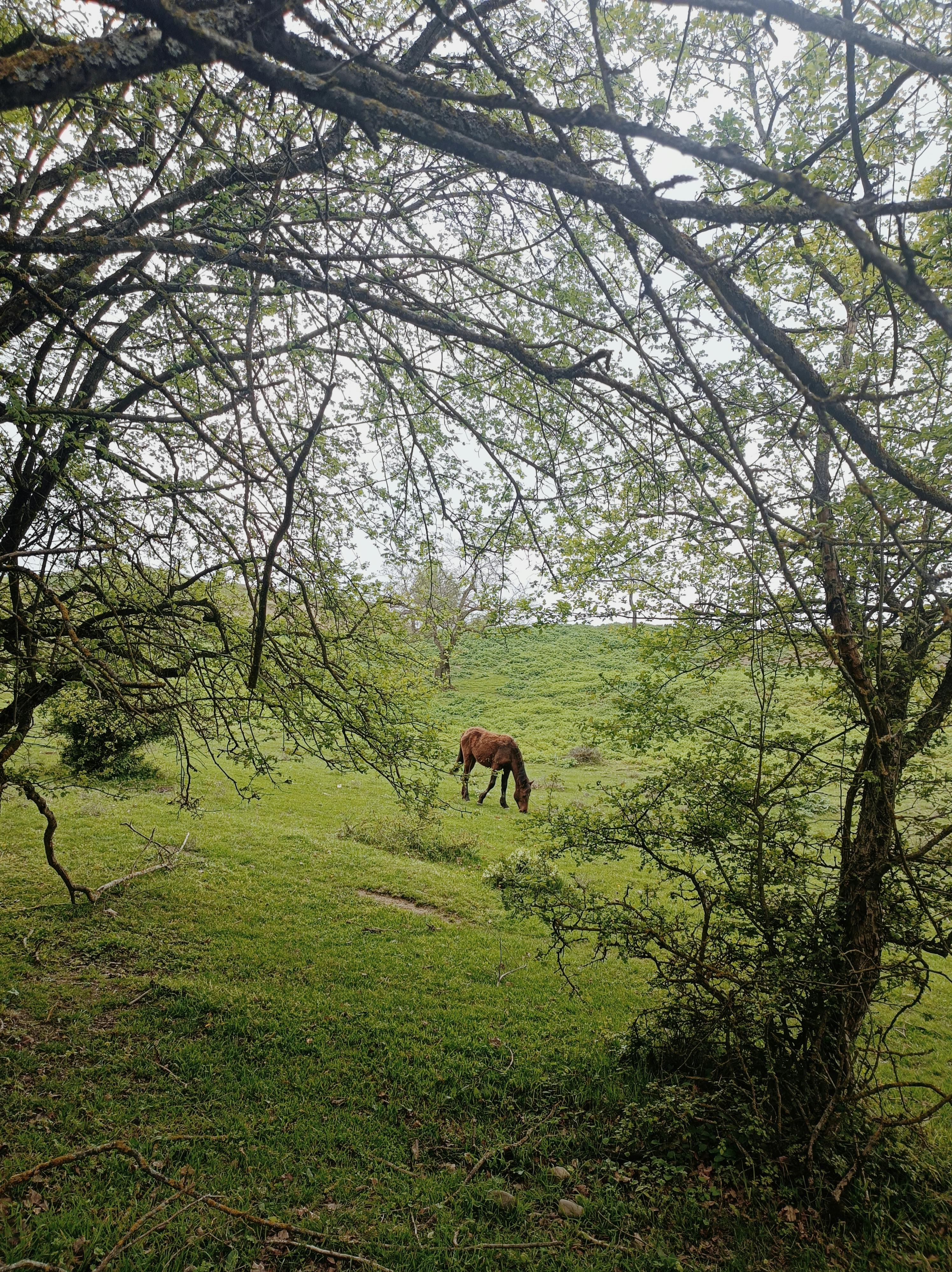 Green Sanctuary – Sun-Dappled Forest Tracks & Secret Woodland Horseback Trails