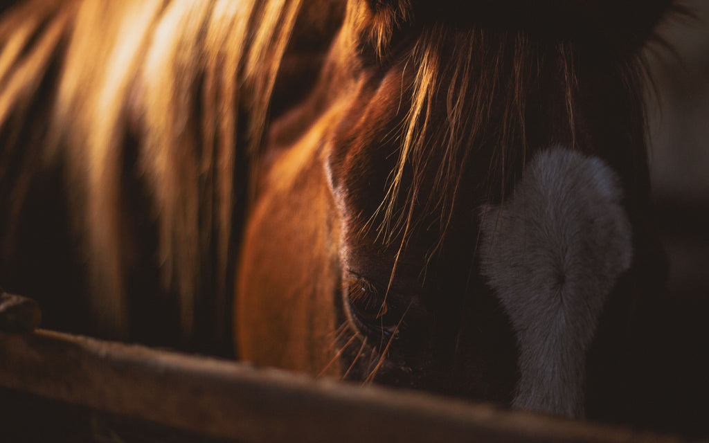 Bordeaux: Exploring the Forest on Horseback
