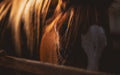 Bordeaux: Exploring the Forest on Horseback