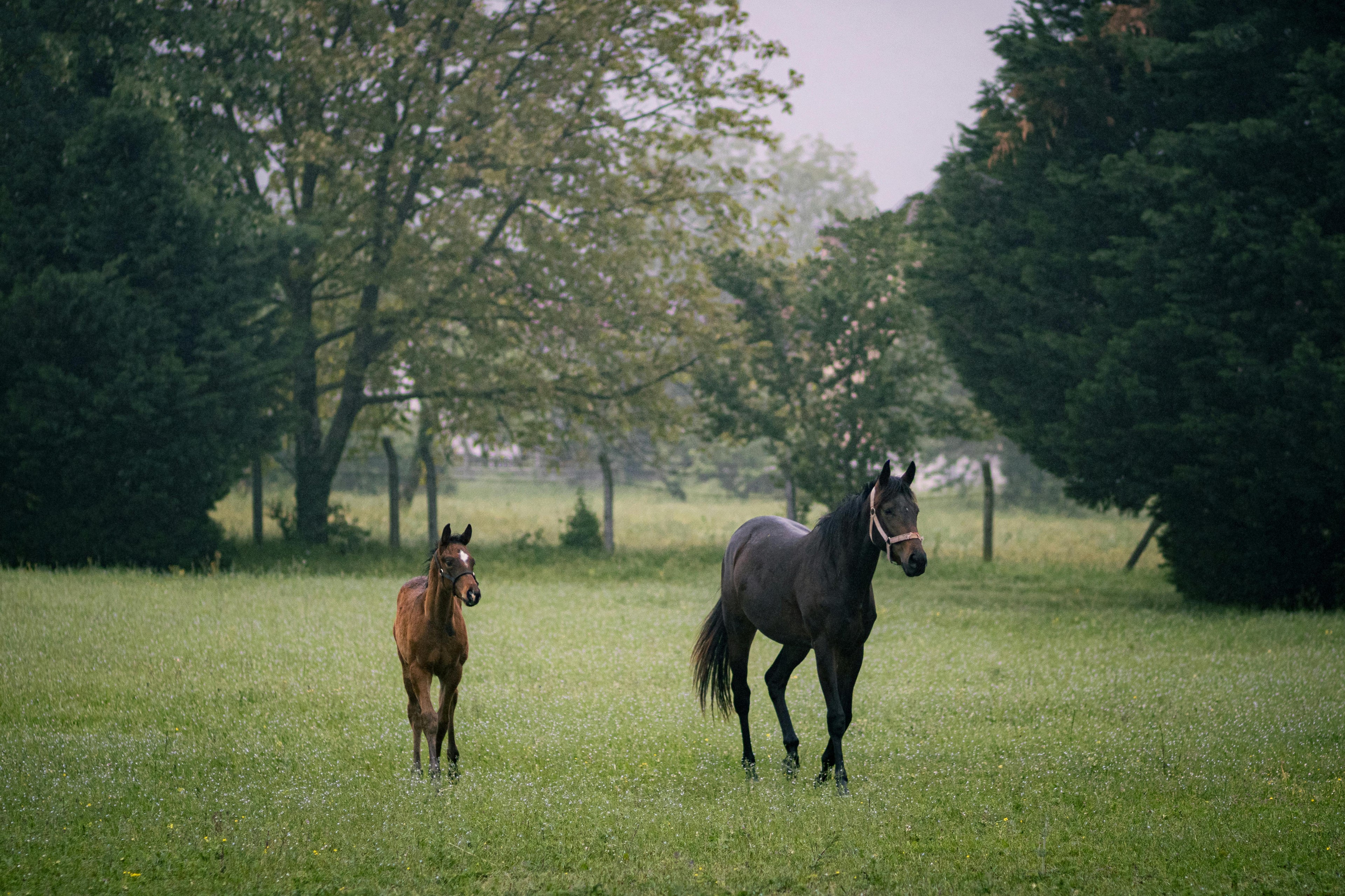 Normandy – A Legendary Royal Equestrian Estate Known as the Versailles of Horses