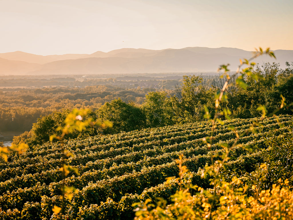 Occitanie – Organic Vineyards & Wild Garrigue Horseback Trails with Local Wine Tasting