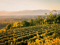 Occitanie – Organic Vineyards & Wild Garrigue Horseback Trails with Local Wine Tasting