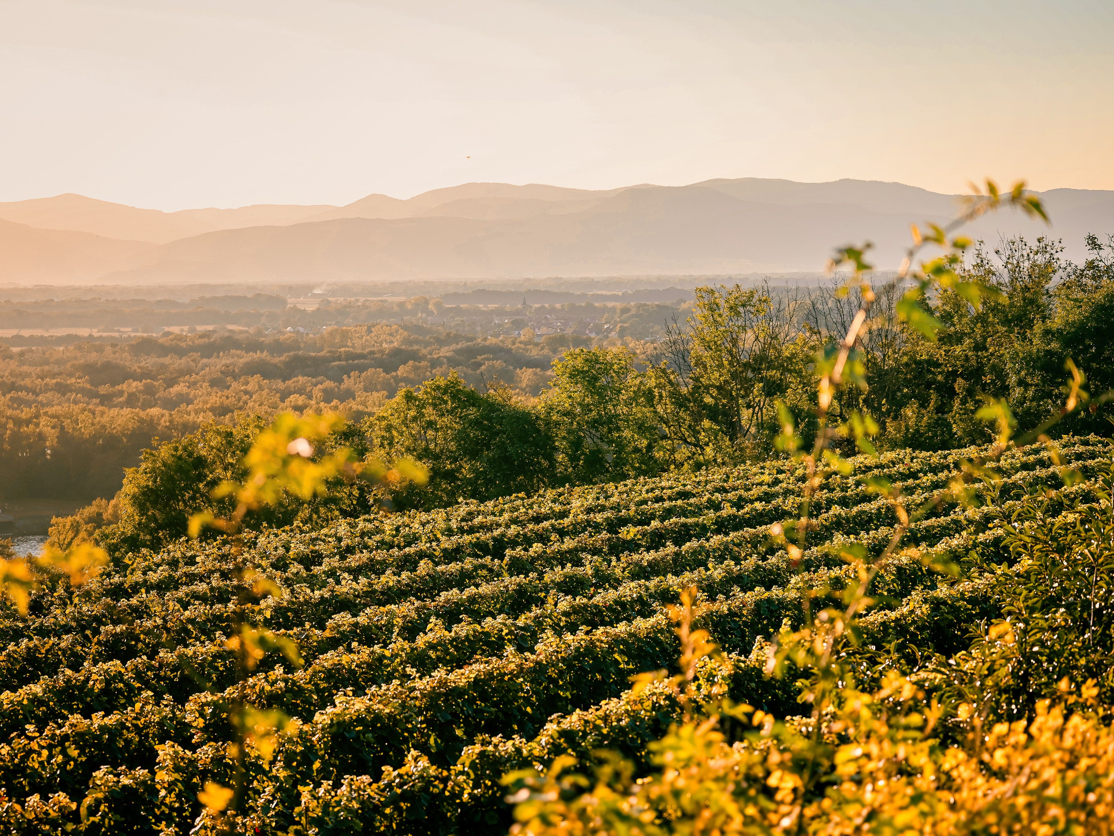 Occitanie – Organic Vineyards & Wild Garrigue Horseback Trails with Local Wine Tasting