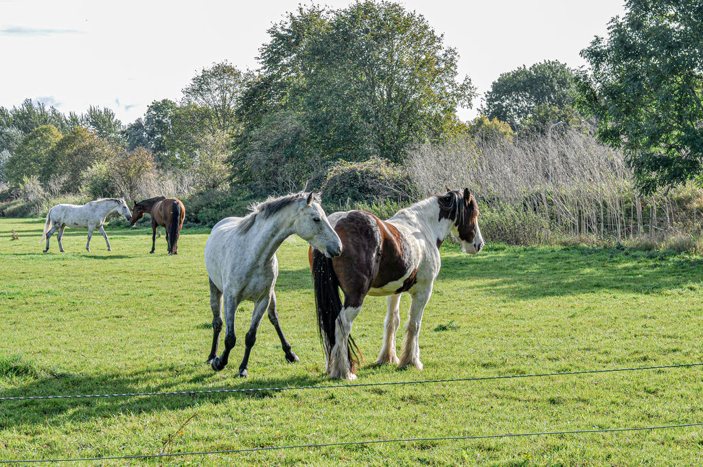 Countryside Retreat – Woodland Trails & Engaging Equestrian Experiences for Everyone