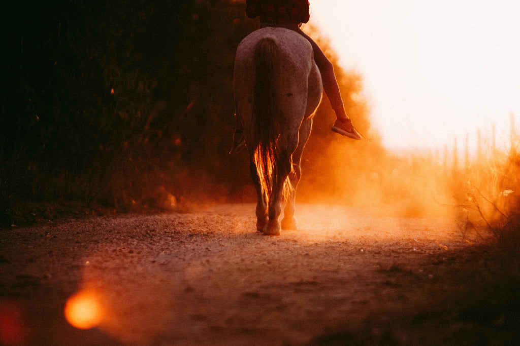 Pure Nature Connection – Herd-Raised Trail Horses & Serene Countryside Expeditions