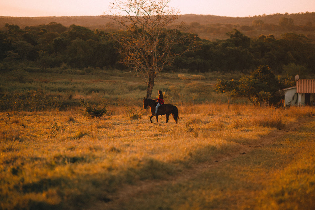 Sweden: Sunset Horseback Riding Adventure Through Forests & Mountain Trails