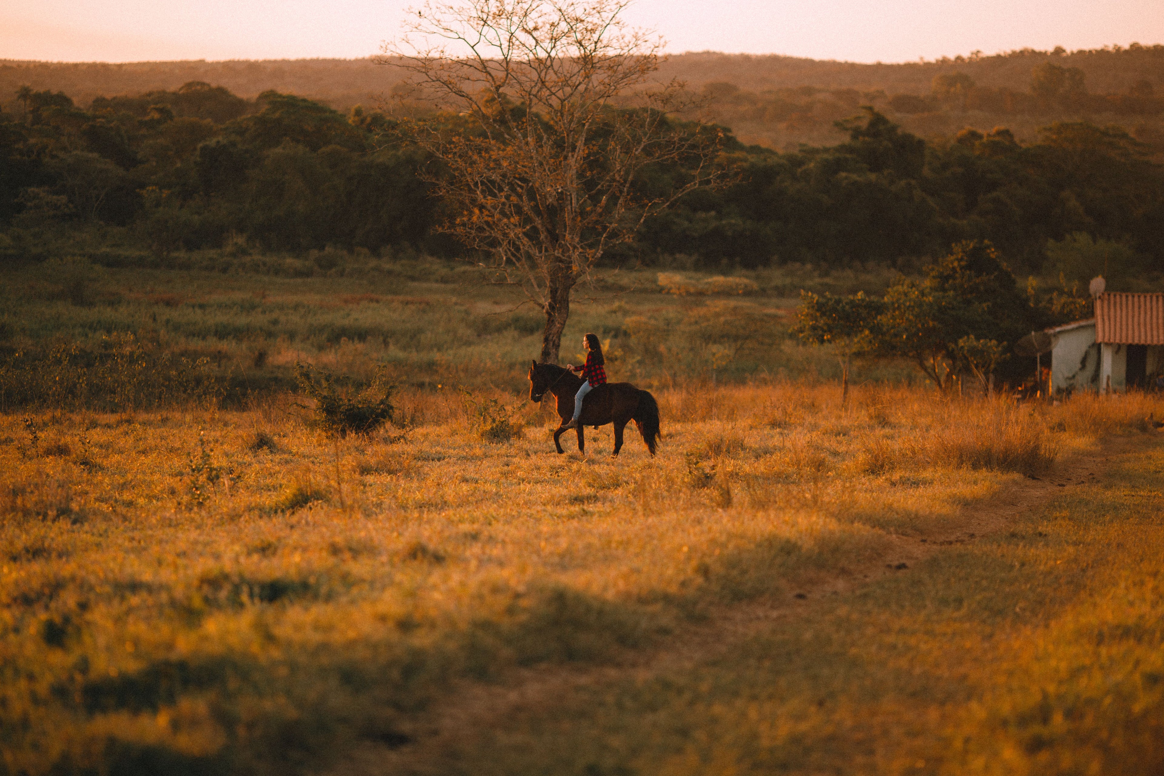 Sweden: Sunset Horseback Riding Adventure Through Forests & Mountain Trails