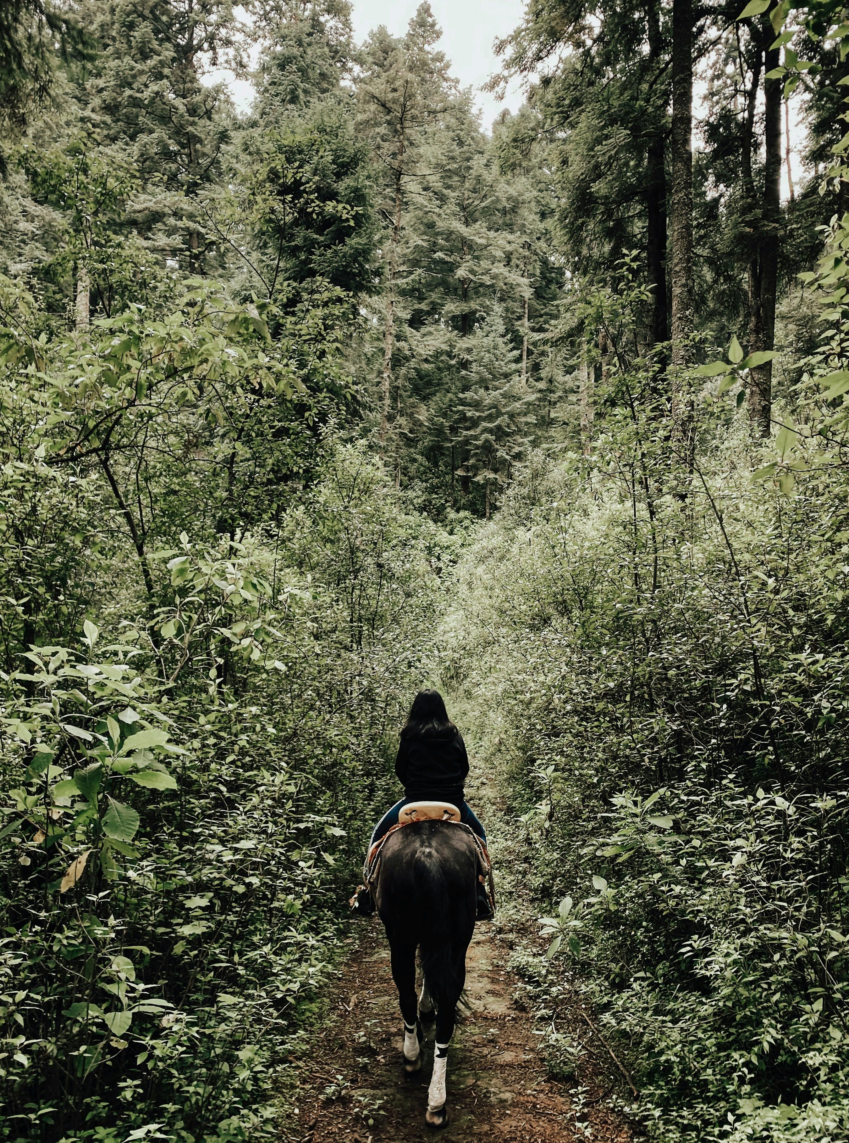 Green Sanctuary – Sun-Dappled Forest Tracks & Secret Woodland Horseback Trails