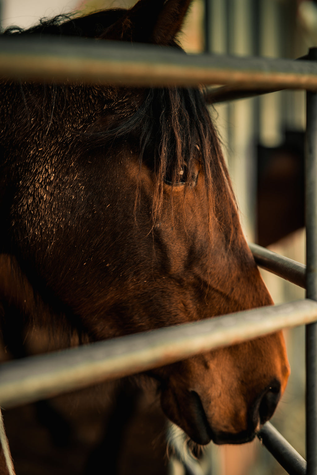 Tuscany: A Rustic Retreat in the Hills with Horses