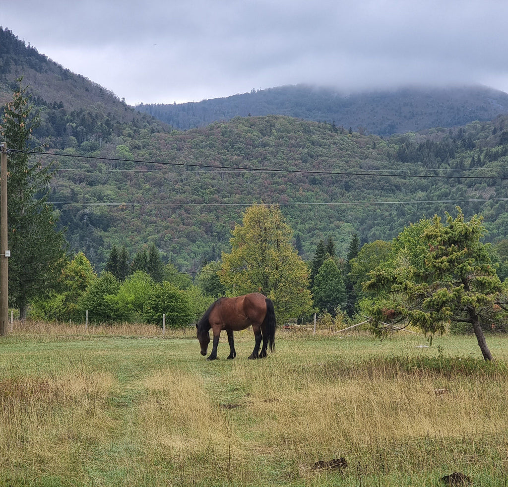 Thessaloniki, Greece - A Day in Horseback Across Timeless Landscapes
