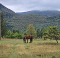 Thessaloniki, Greece - A Day in Horseback Across Timeless Landscapes