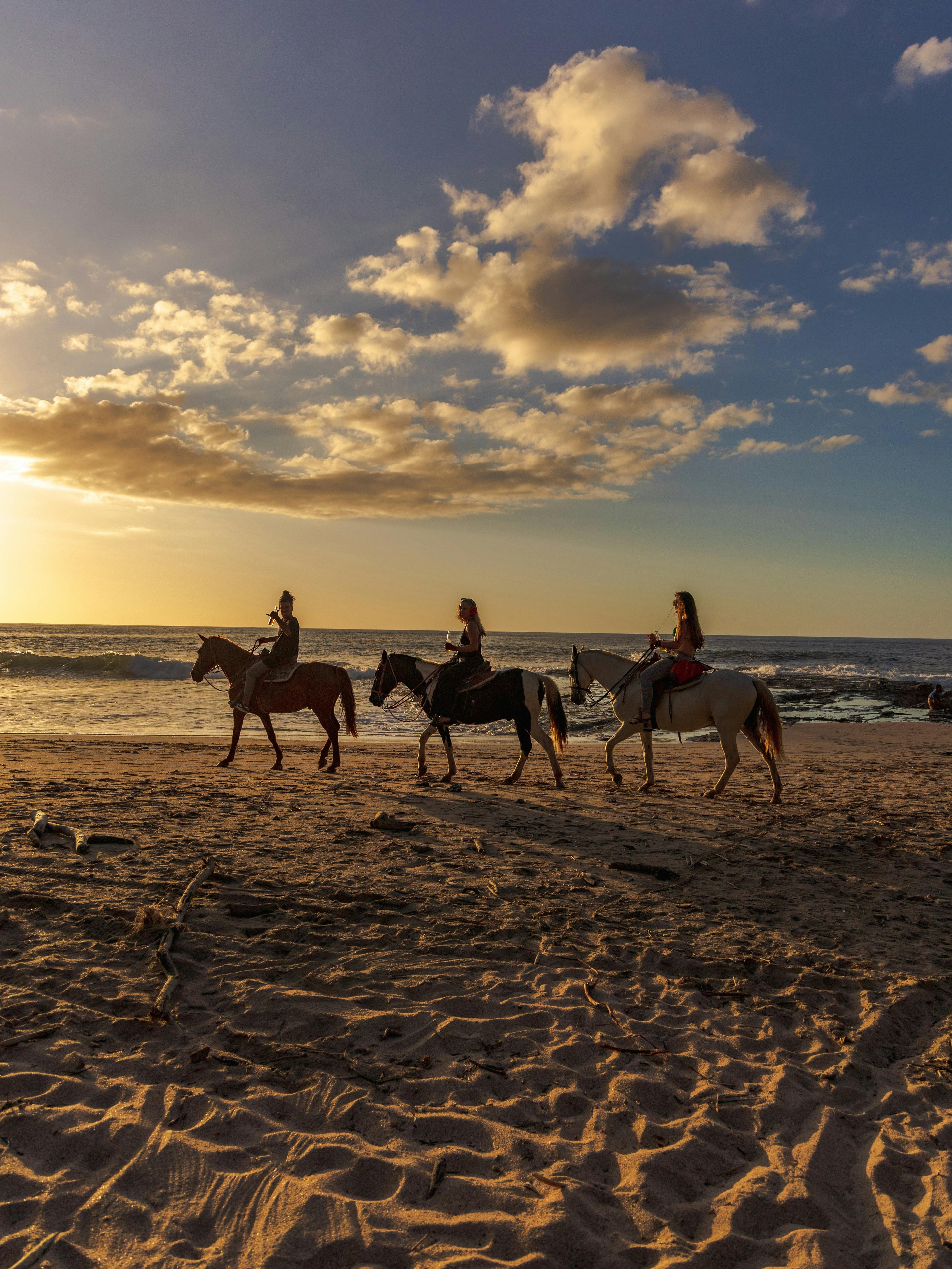 Pine to Ocean – Aromatic Forest Tracks & Infinite Atlantic Beach Gallops
