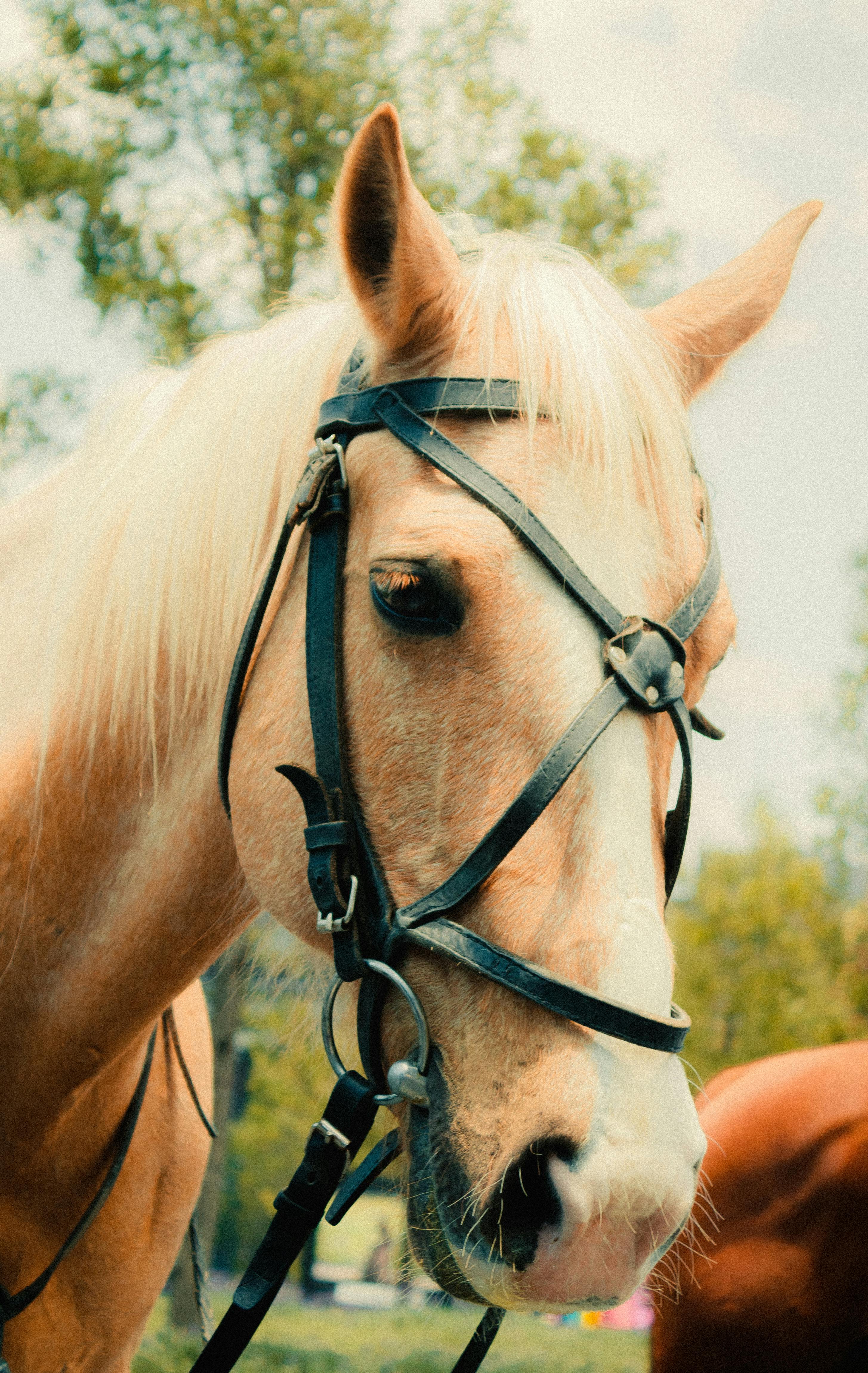 Berry – A Premier Equestrian Park & Nature Retreat with Cozy Cottages