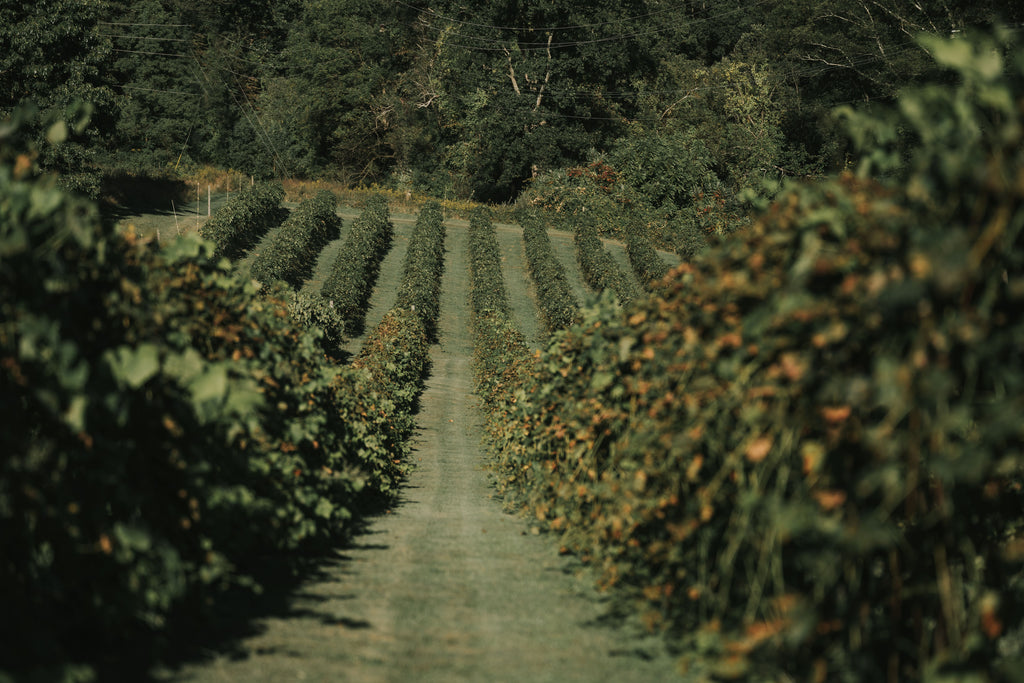 Mallorca - Vineyards & Wine