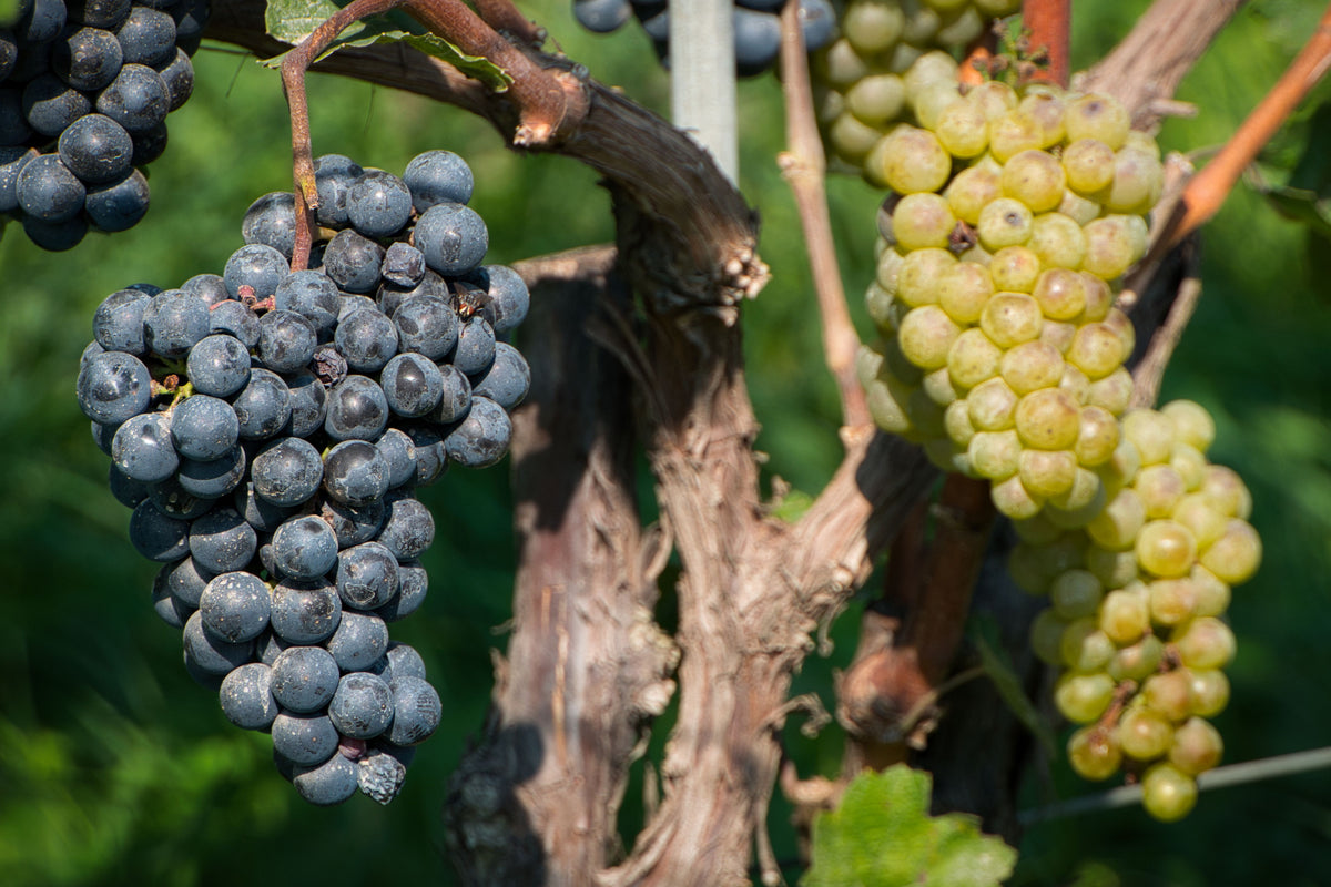 Douro Valley: Experience Life on a Wine Estate
