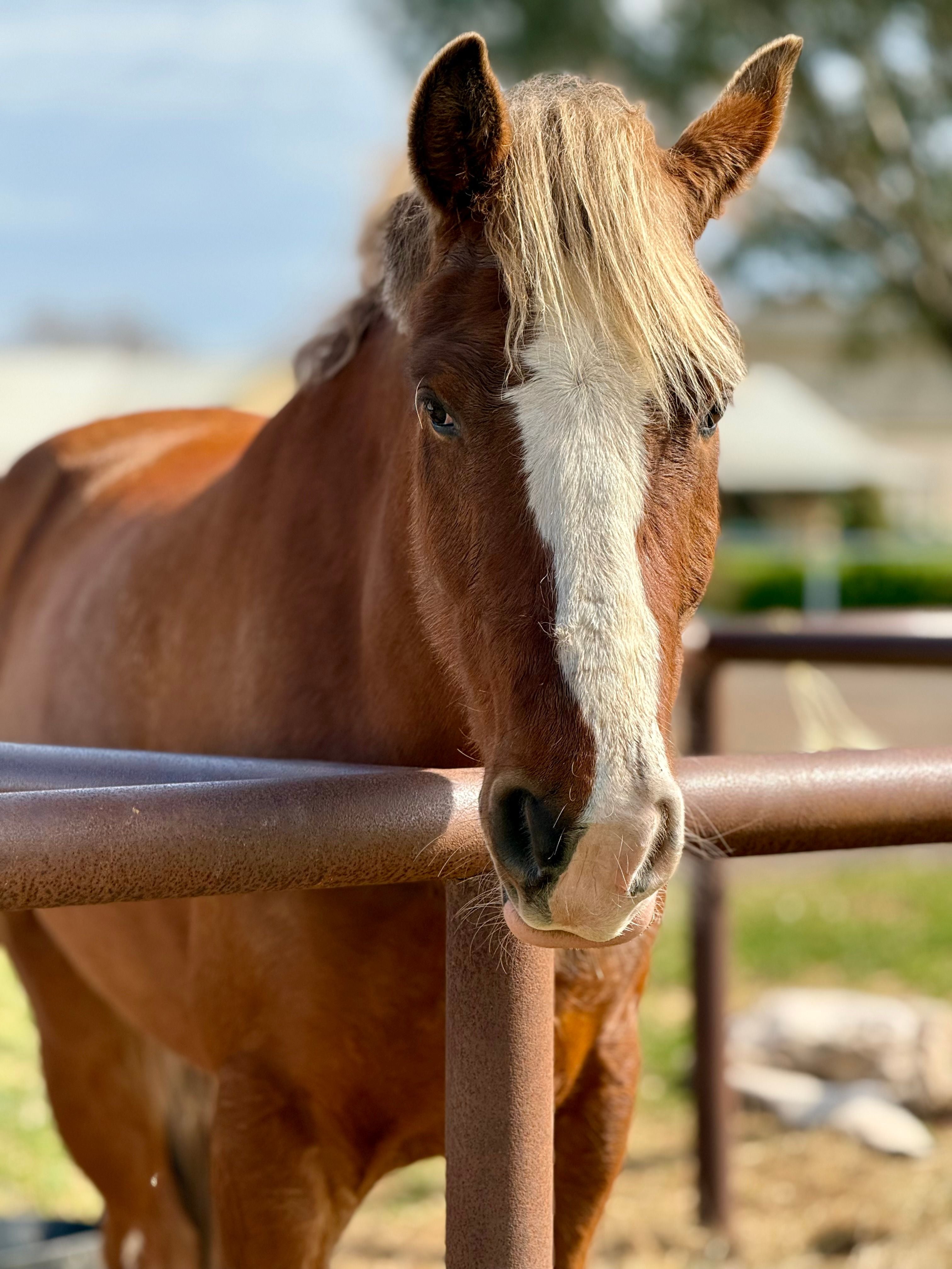 Pure Nature Connection – Herd-Raised Trail Horses & Serene Countryside Expeditions