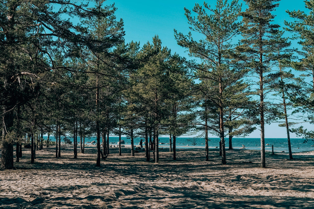 Pine to Ocean – Aromatic Forest Tracks & Infinite Atlantic Beach Gallops