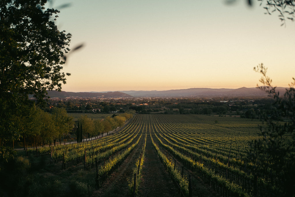 Provence - A Vineyard Retreat