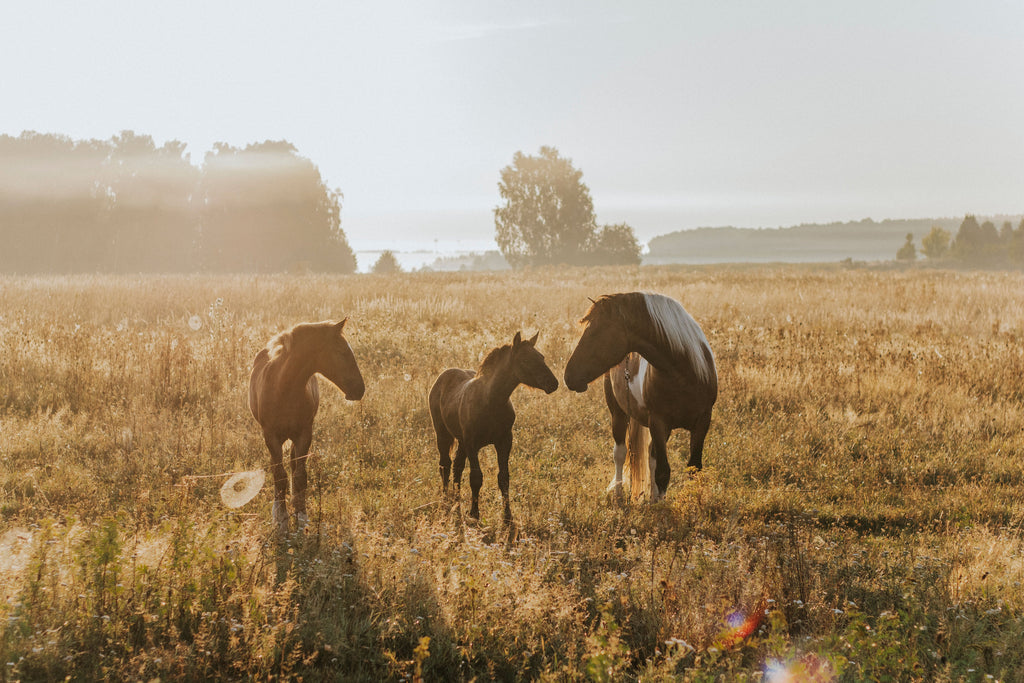 Paros, Greece - Sunset to Sunrise Horseback Retreat Experience