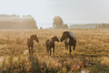 Amalfi Coast - Horseback on Amalfi Highlands