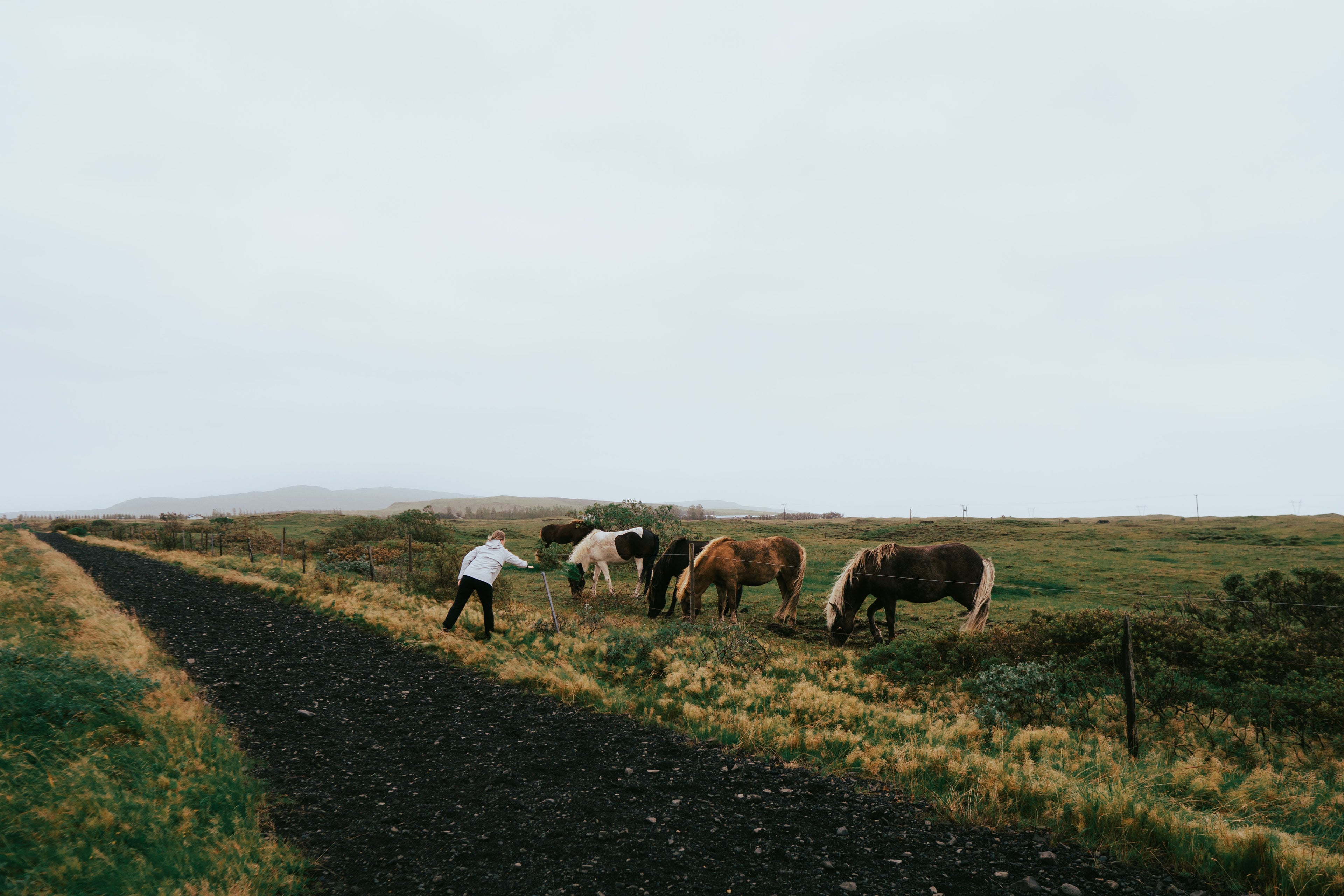 Iceland: Horseback Riding & Traditional Farm Dinner